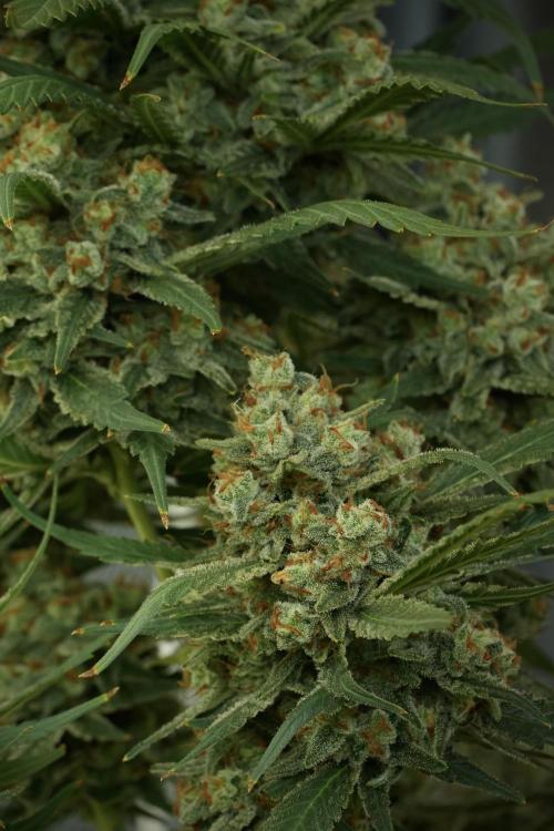 Skywalker OG Legends of the 12/12 Galaxy. Week 14 - SkyWalker OG 12-12 from seed no veg 
