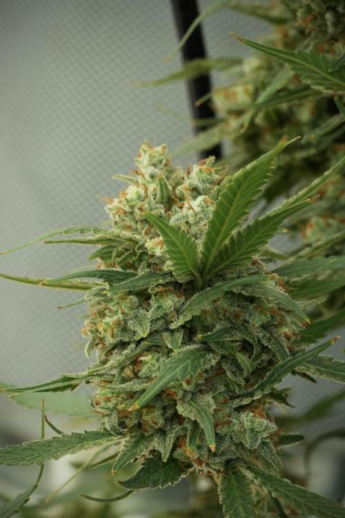 Skywalker OG Legends of the 12/12 Galaxy. Week 14 - SkyWalker OG 12-12 from seed no veg 