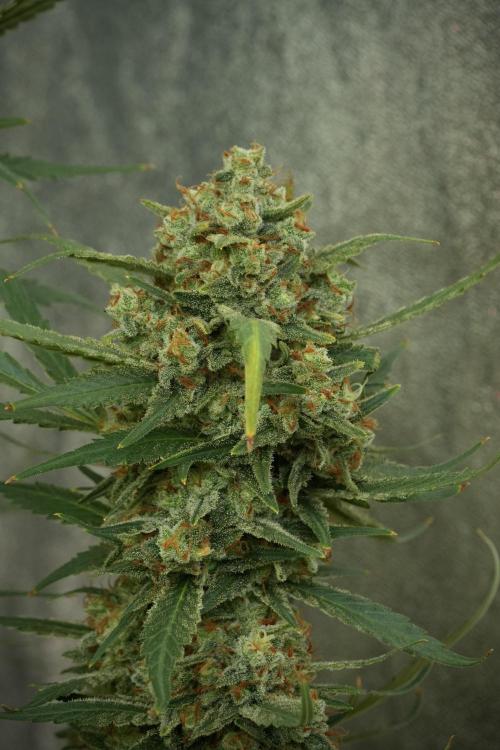 Skywalker OG Legends of the 12/12 Galaxy. Week 14 - SkyWalker OG 12-12 from seed no veg 