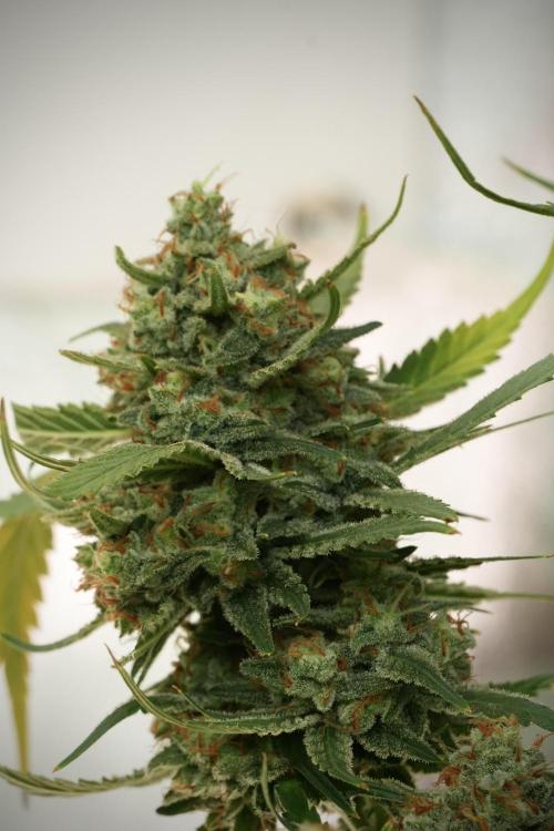 Skywalker OG Legends of the 12/12 Galaxy. Week 14 - SkyWalker OG 12-12 from seed no veg 