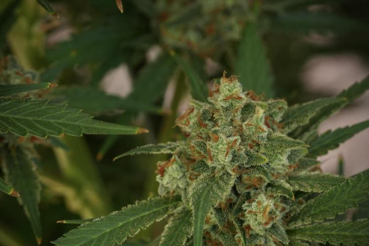 Skywalker OG Legends of the 12/12 Galaxy. Week 14 - SkyWalker OG 12-12 from seed no veg 