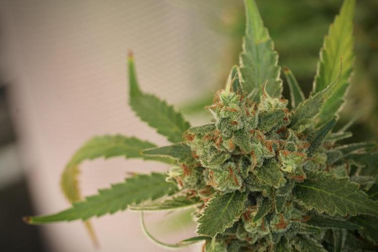 Skywalker OG Legends of the 12/12 Galaxy. Week 14 - SkyWalker OG 12-12 from seed no veg 