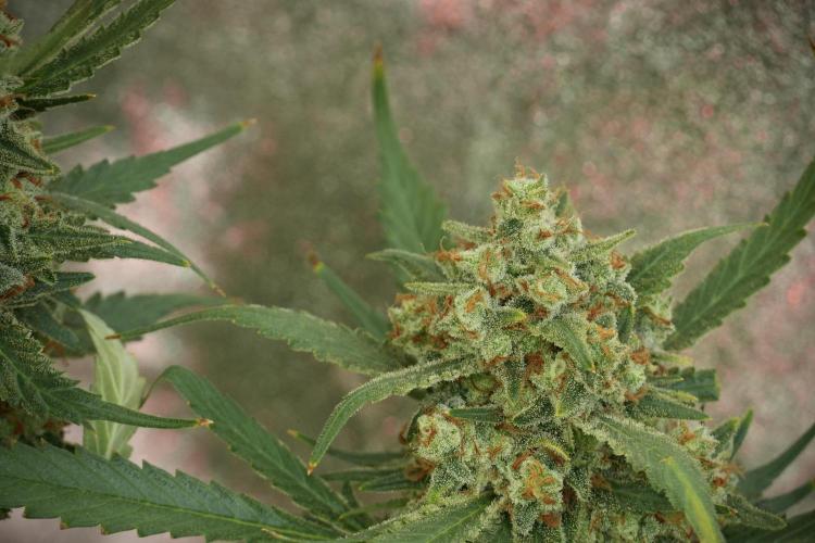 Skywalker OG Legends of the 12/12 Galaxy. Week 14 - SkyWalker OG 12-12 from seed no veg 