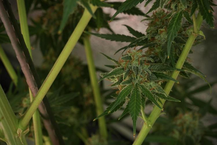 Skywalker OG Legends of the 12/12 Galaxy. Week 14 - SkyWalker OG 12-12 from seed no veg 
