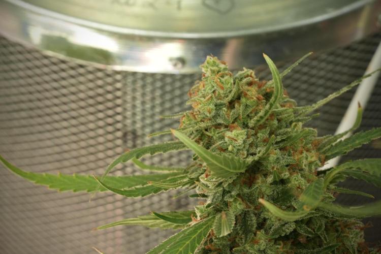 Skywalker OG Legends of the 12/12 Galaxy. Week 14 - SkyWalker OG 12-12 from seed no veg 