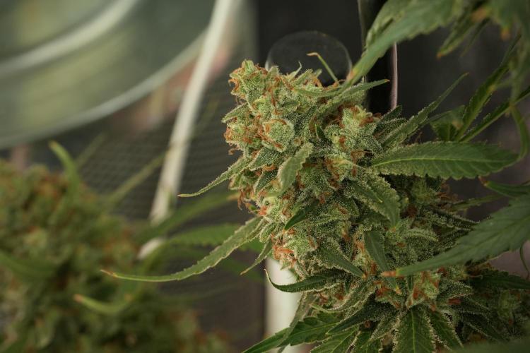 Skywalker OG Legends of the 12/12 Galaxy. Week 14 - SkyWalker OG 12-12 from seed no veg 