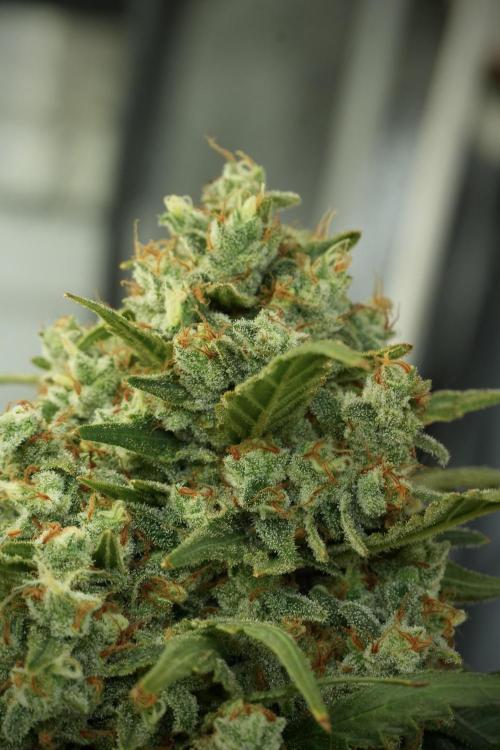 Skywalker OG Legends of the 12/12 Galaxy. Week 14 - SkyWalker OG 12-12 from seed no veg 