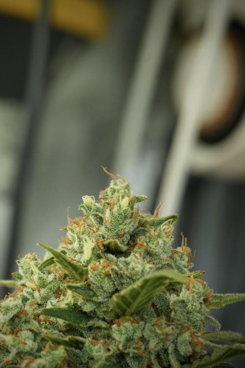 Skywalker OG Legends of the 12/12 Galaxy. Week 14 - SkyWalker OG 12-12 from seed no veg 
