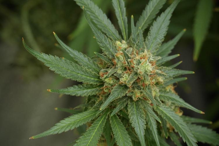 Skywalker OG Legends of the 12/12 Galaxy. Week 14 - SkyWalker OG 12-12 from seed no veg 
