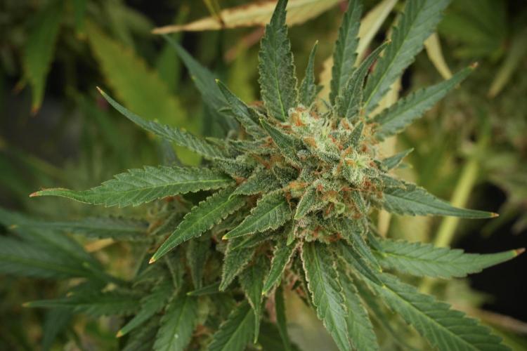 Skywalker OG Legends of the 12/12 Galaxy. Week 14 - SkyWalker OG 12-12 from seed no veg 