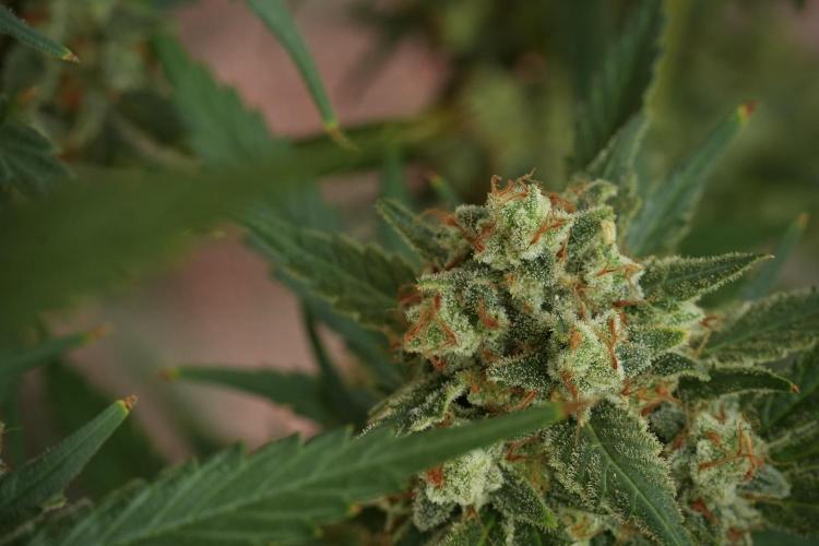 Skywalker OG Legends of the 12/12 Galaxy. Week 14 - SkyWalker OG 12-12 from seed no veg 