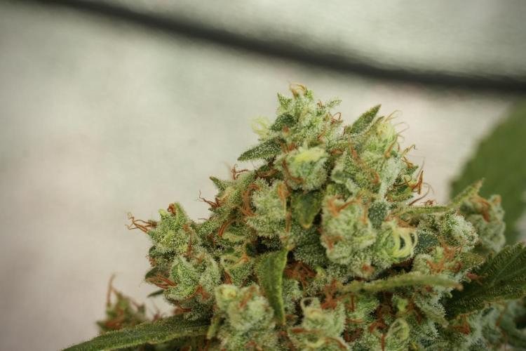 Skywalker OG Legends of the 12/12 Galaxy. Week 14 - SkyWalker OG 12-12 from seed no veg 