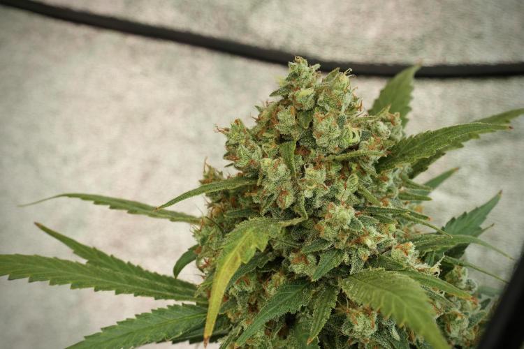 Skywalker OG Legends of the 12/12 Galaxy. Week 14 - SkyWalker OG 12-12 from seed no veg 