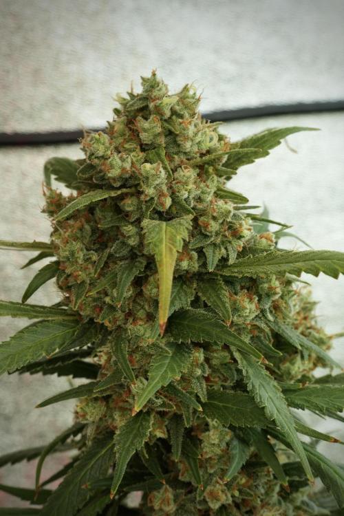 Skywalker OG Legends of the 12/12 Galaxy. Week 14 - SkyWalker OG 12-12 from seed no veg 