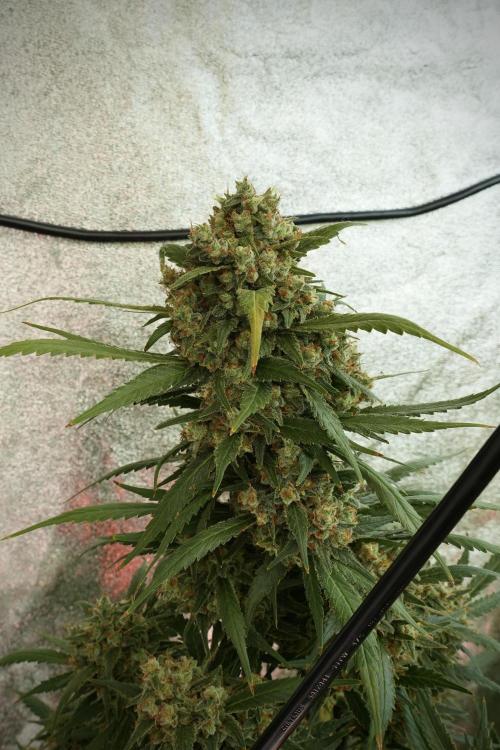 Skywalker OG Legends of the 12/12 Galaxy. Week 14 - SkyWalker OG 12-12 from seed no veg 