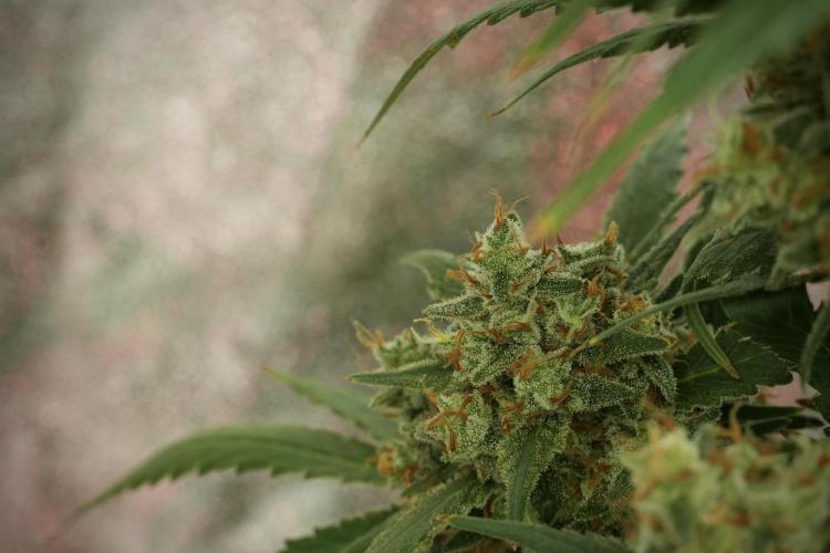 Skywalker OG Legends of the 12/12 Galaxy. Week 14 - SkyWalker OG 12-12 from seed no veg 