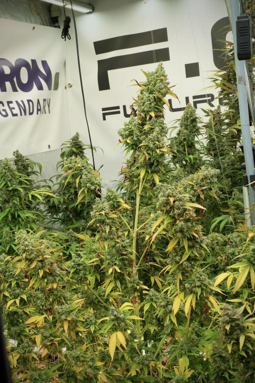 Skywalker OG Legends of the 12/12 Galaxy. Week 14 - SkyWalker OG 12-12 from seed no veg 