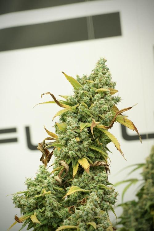 Skywalker OG Legends of the 12/12 Galaxy. Week 14 - SkyWalker OG 12-12 from seed no veg 