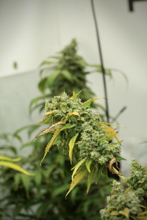 Skywalker OG Legends of the 12/12 Galaxy. Week 14 - SkyWalker OG 12-12 from seed no veg 