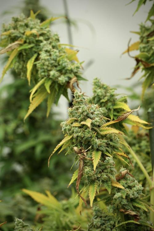 Skywalker OG Legends of the 12/12 Galaxy. Week 14 - SkyWalker OG 12-12 from seed no veg 