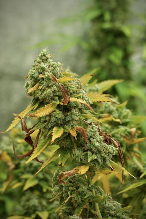 Skywalker OG Legends of the 12/12 Galaxy. Week 14 - SkyWalker OG 12-12 from seed no veg 
