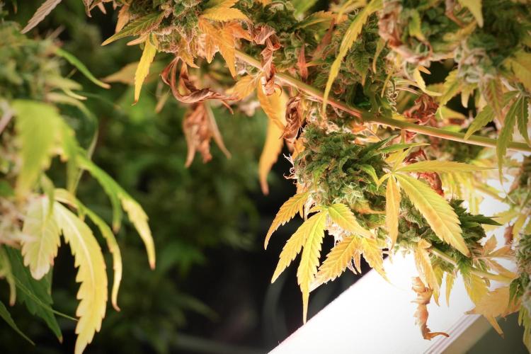 Skywalker OG Legends of the 12/12 Galaxy. Week 14 - SkyWalker OG 12-12 from seed no veg 