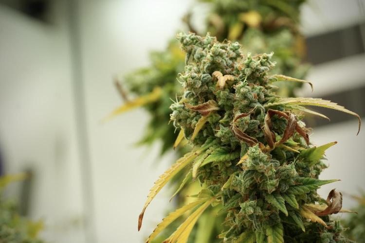 Skywalker OG Legends of the 12/12 Galaxy. Week 14 - SkyWalker OG 12-12 from seed no veg 