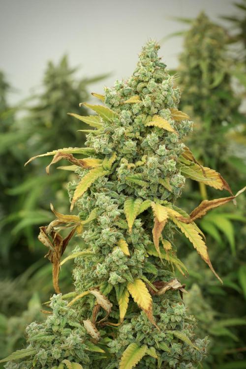 Skywalker OG Legends of the 12/12 Galaxy. Week 14 - SkyWalker OG 12-12 from seed no veg 