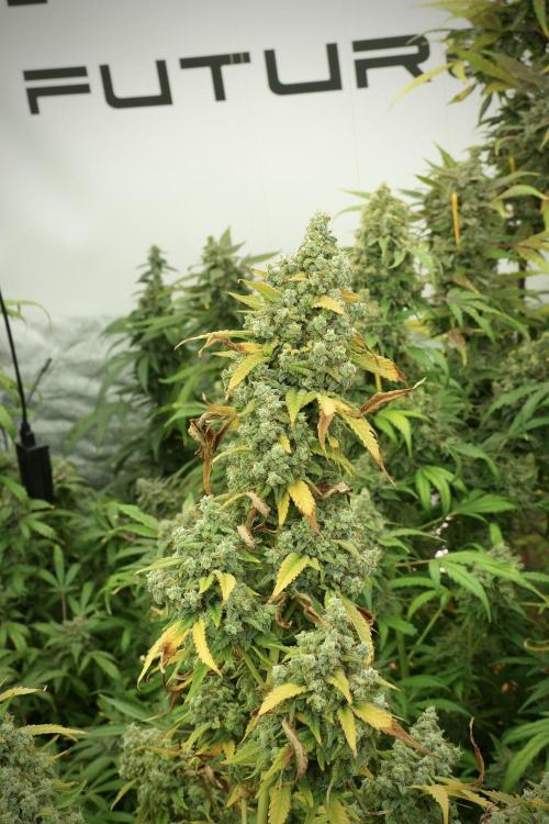 Skywalker OG Legends of the 12/12 Galaxy. Week 14 - SkyWalker OG 12-12 from seed no veg 