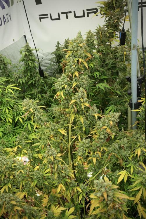 Skywalker OG Legends of the 12/12 Galaxy. Week 14 - SkyWalker OG 12-12 from seed no veg 