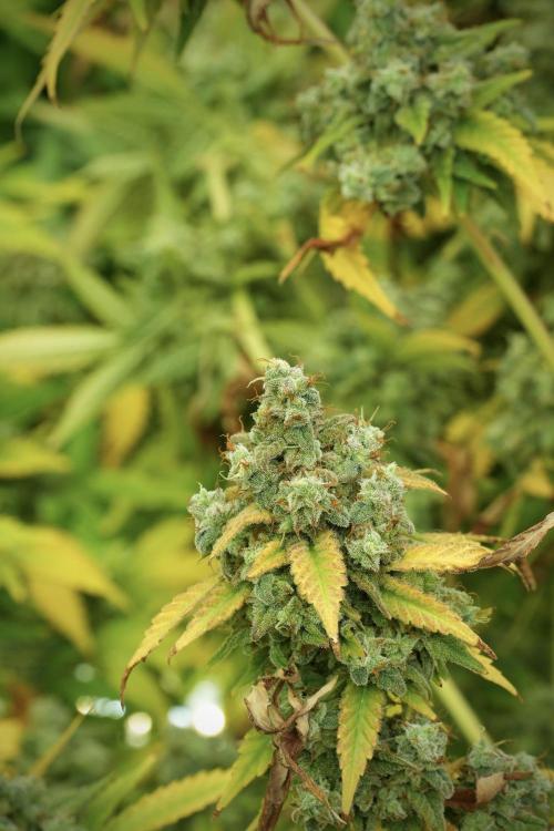 Skywalker OG Legends of the 12/12 Galaxy. Week 14 - SkyWalker OG 12-12 from seed no veg 