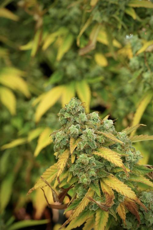 Skywalker OG Legends of the 12/12 Galaxy. Week 14 - SkyWalker OG 12-12 from seed no veg 