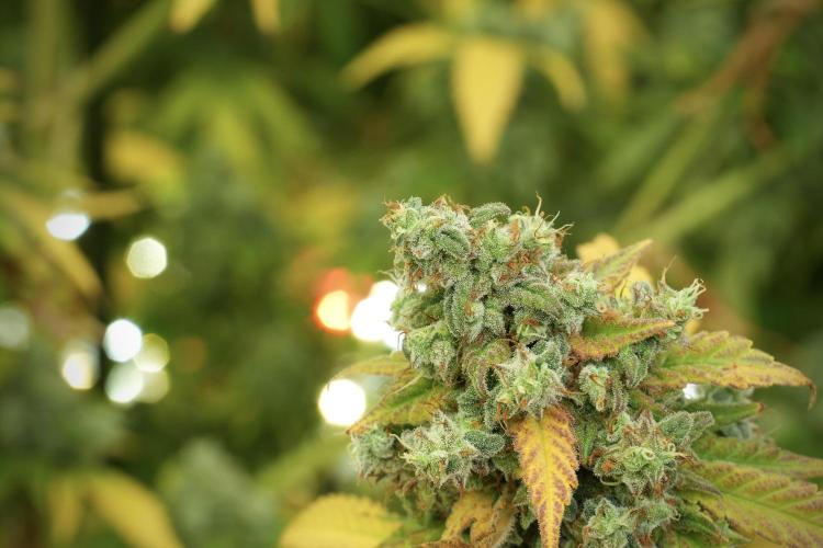 Skywalker OG Legends of the 12/12 Galaxy. Week 14 - SkyWalker OG 12-12 from seed no veg 