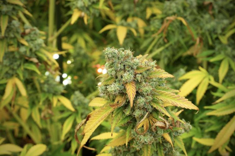 Skywalker OG Legends of the 12/12 Galaxy. Week 14 - SkyWalker OG 12-12 from seed no veg 