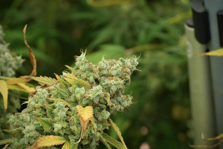 Skywalker OG Legends of the 12/12 Galaxy. Week 14 - SkyWalker OG 12-12 from seed no veg 