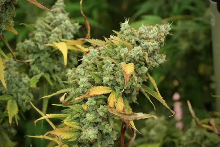 Skywalker OG Legends of the 12/12 Galaxy. Week 14 - SkyWalker OG 12-12 from seed no veg 
