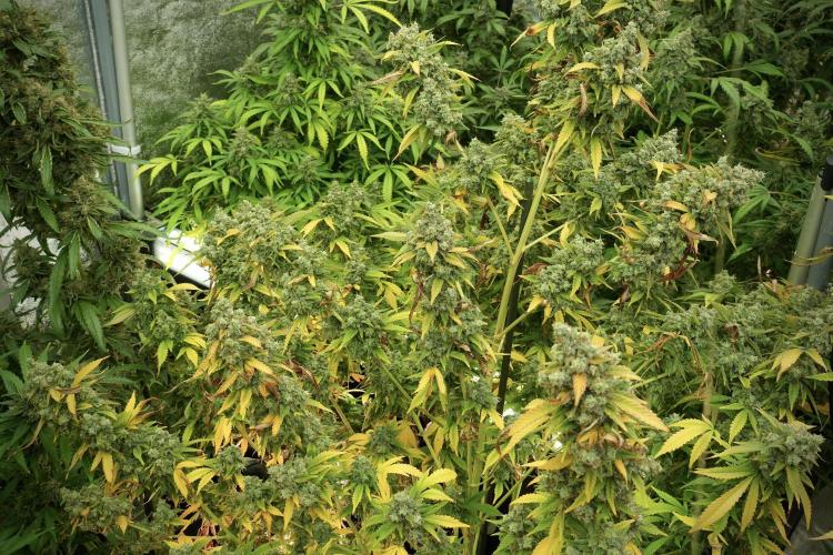 Skywalker OG Legends of the 12/12 Galaxy. Week 14 - SkyWalker OG 12-12 from seed no veg 
