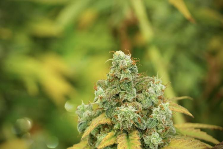 Skywalker OG Legends of the 12/12 Galaxy. Week 14 - SkyWalker OG 12-12 from seed no veg 