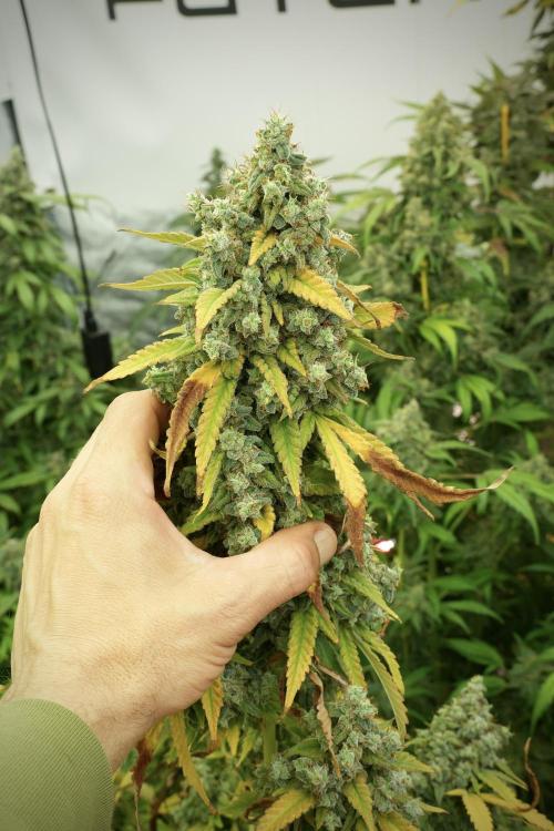 Skywalker OG Legends of the 12/12 Galaxy. Week 14 - SkyWalker OG 12-12 from seed no veg 