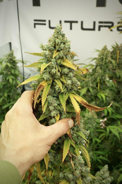 Skywalker OG Legends of the 12/12 Galaxy. Week 14 - SkyWalker OG 12-12 from seed no veg 