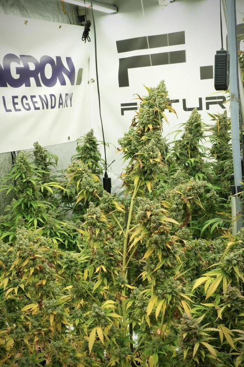 Skywalker OG Legends of the 12/12 Galaxy. Week 14 - SkyWalker OG 12-12 from seed no veg 
