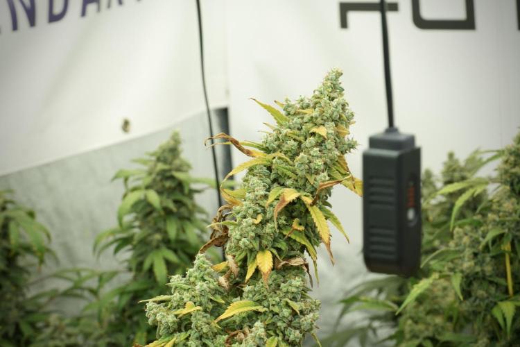 Skywalker OG Legends of the 12/12 Galaxy. Week 14 - SkyWalker OG 12-12 from seed no veg 