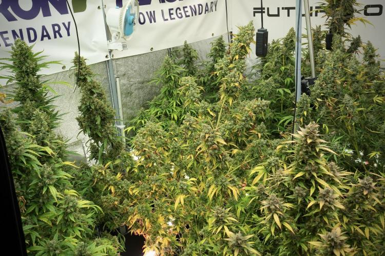 Skywalker OG Legends of the 12/12 Galaxy. Week 14 - SkyWalker OG 12-12 from seed no veg 