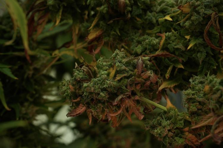 Skywalker OG Legends of the 12/12 Galaxy. Week 14 - SkyWalker OG 12-12 from seed no veg 