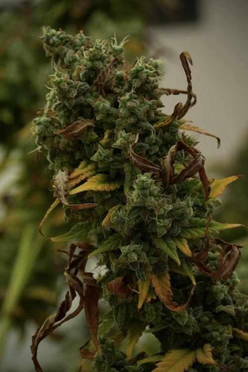 Skywalker OG Legends of the 12/12 Galaxy. Week 14 - SkyWalker OG 12-12 from seed no veg 