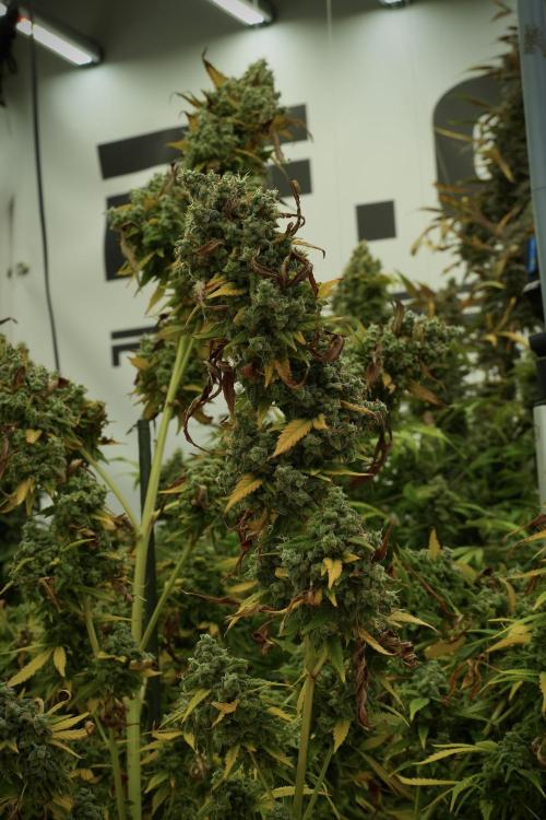 Skywalker OG Legends of the 12/12 Galaxy. Week 14 - SkyWalker OG 12-12 from seed no veg 