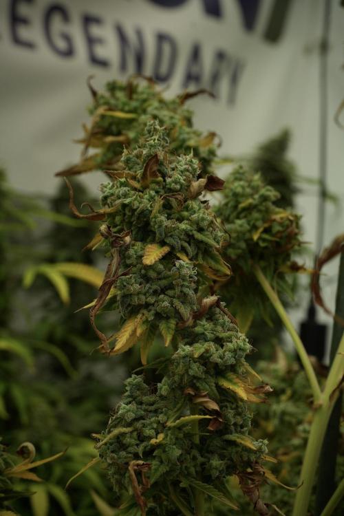 Skywalker OG Legends of the 12/12 Galaxy. Week 14 - SkyWalker OG 12-12 from seed no veg 