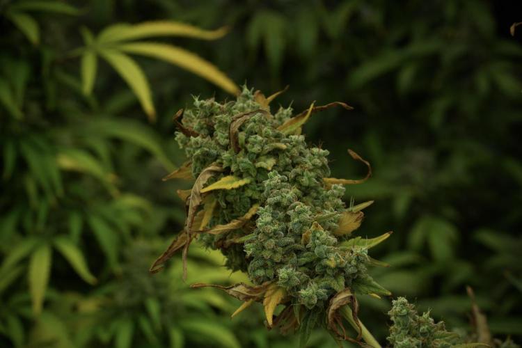 Skywalker OG Legends of the 12/12 Galaxy. Week 14 - SkyWalker OG 12-12 from seed no veg 