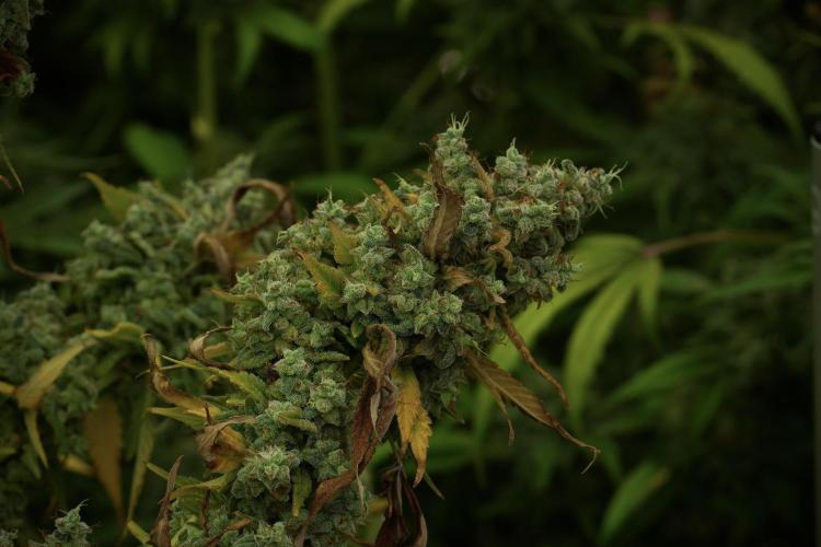 Skywalker OG Legends of the 12/12 Galaxy. Week 14 - SkyWalker OG 12-12 from seed no veg 