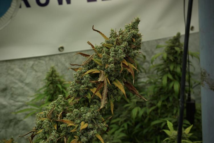 Skywalker OG Legends of the 12/12 Galaxy. Week 14 - SkyWalker OG 12-12 from seed no veg 